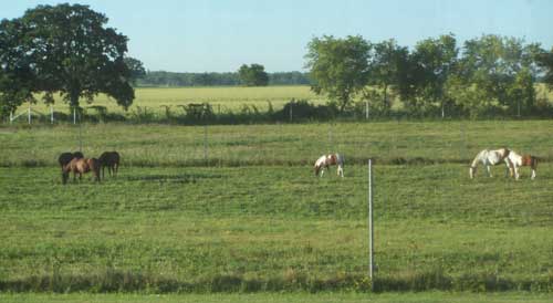 The green green fields of home